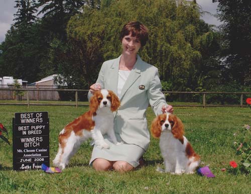 Cavalier King Charles Spaniels - Beckwith Cavaliers - There's Only One